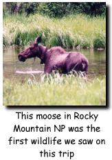 Moose in RMNP