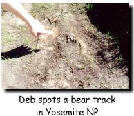 Bear track