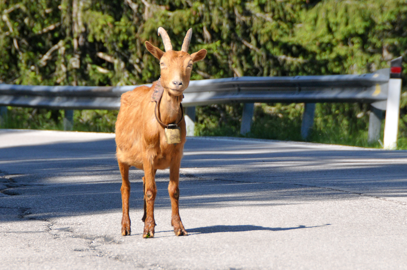 goat1