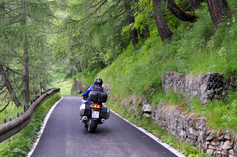 gavia1