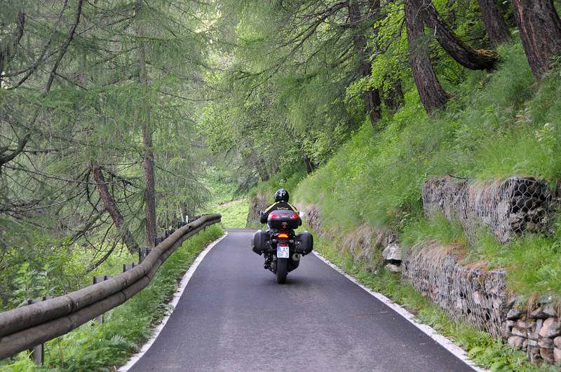 gavia2