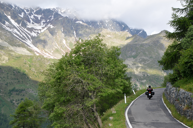 gavia4