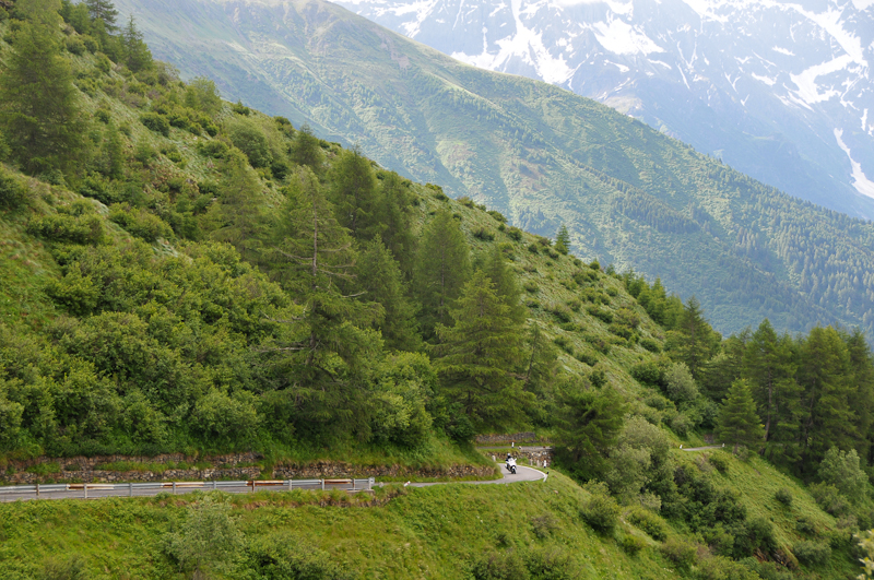 gavia