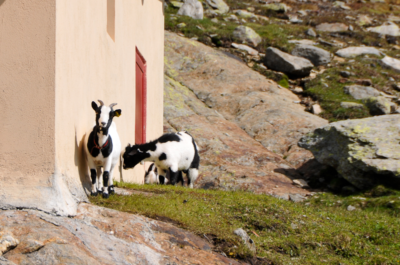goats