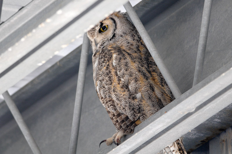 owl
