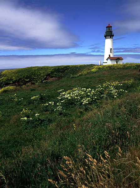 yaquina head 3
