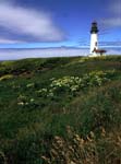 yaquina head 3
