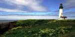 yaquina head 4