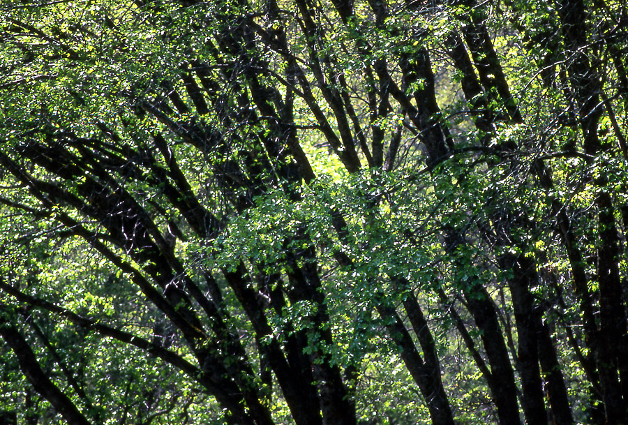backlit trees