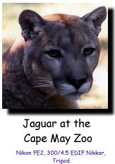 Jaguar