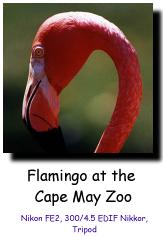 Flamingo