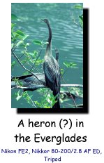 Heron