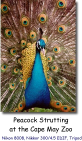 Peacock