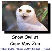 Snow Owl