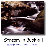 Stream near Bushkill Falls