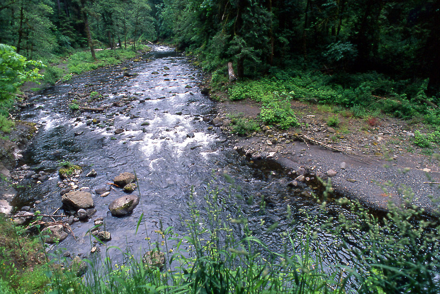 Oregon Stream