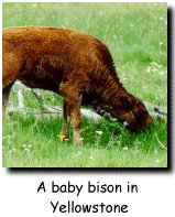 Bison
