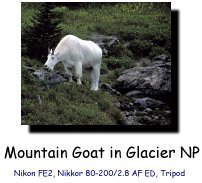Mountain Goat